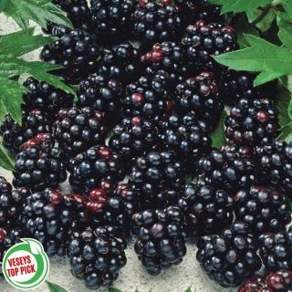 Blackberries Thumbnail